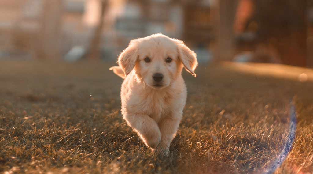 Le razze di cane più diffuse